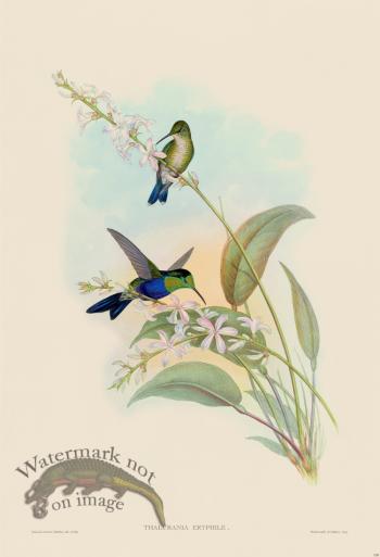 Gould Hummingbird 108